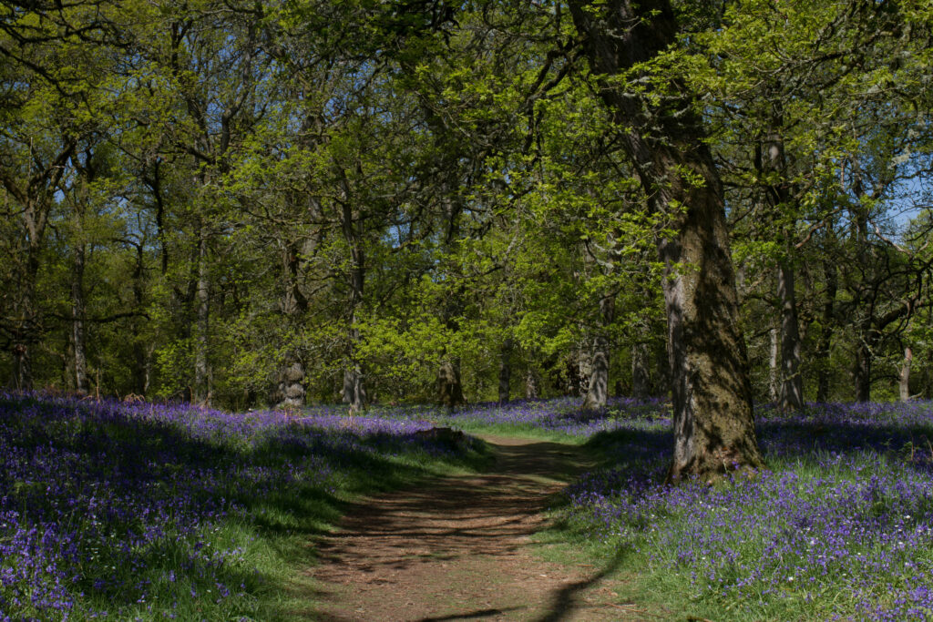 Ancient bluebell woodland in Perthshire