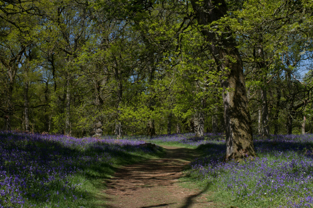 Ancient bluebell woodland in Scotland