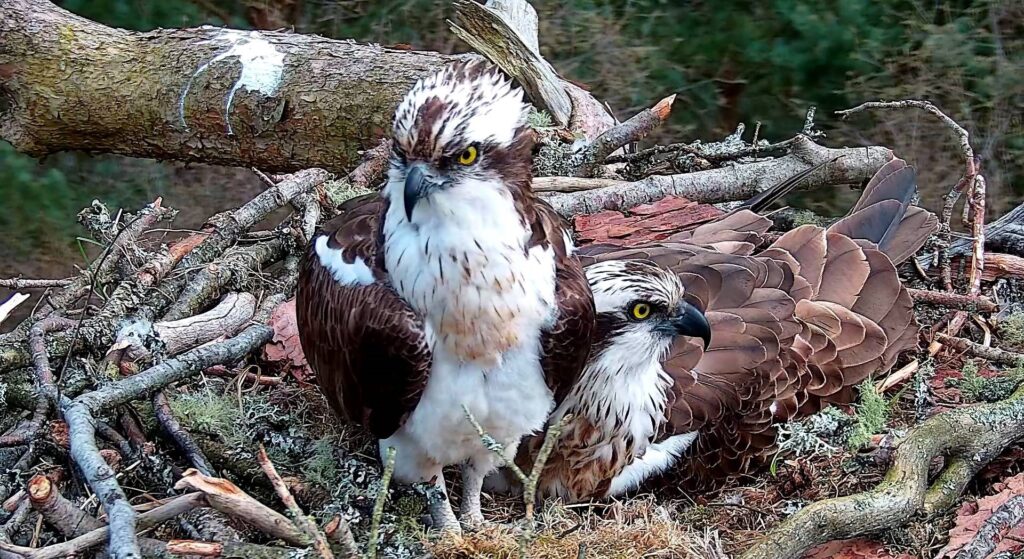 Male and female osprey sat on a nest at Loch of the Lowes